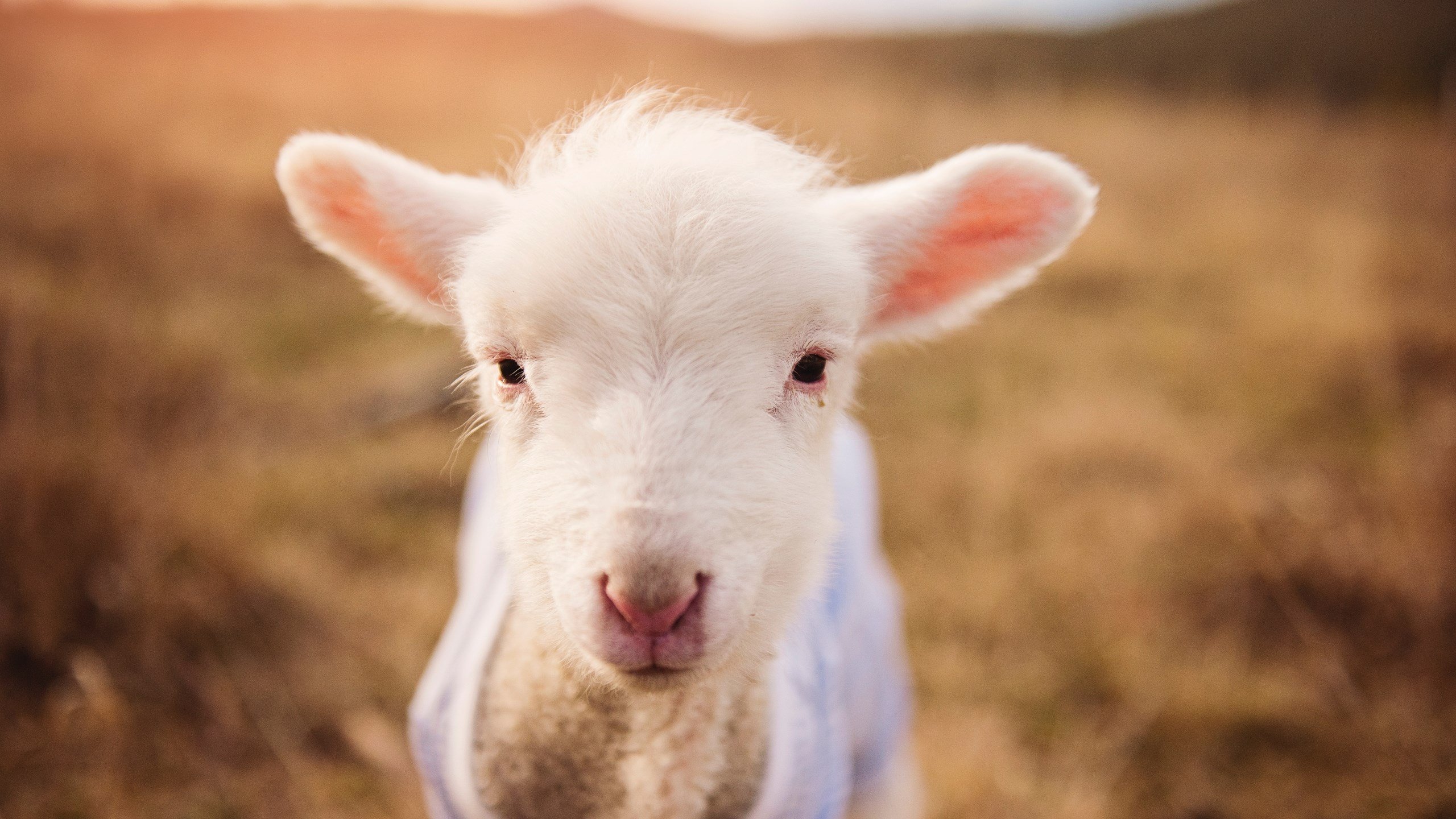开云体育APP下载-东亚对决，钢铁樱花压境，孤舟陈雨菲扛起抗韩大旗