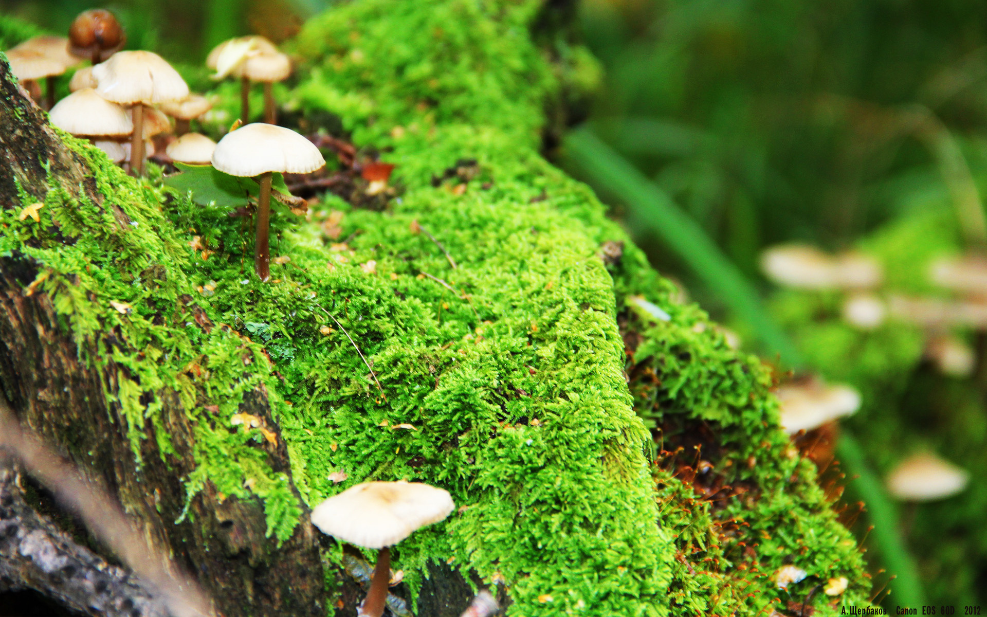 东亚对决，钢铁樱花压境，孤舟陈雨菲扛起抗韩大旗