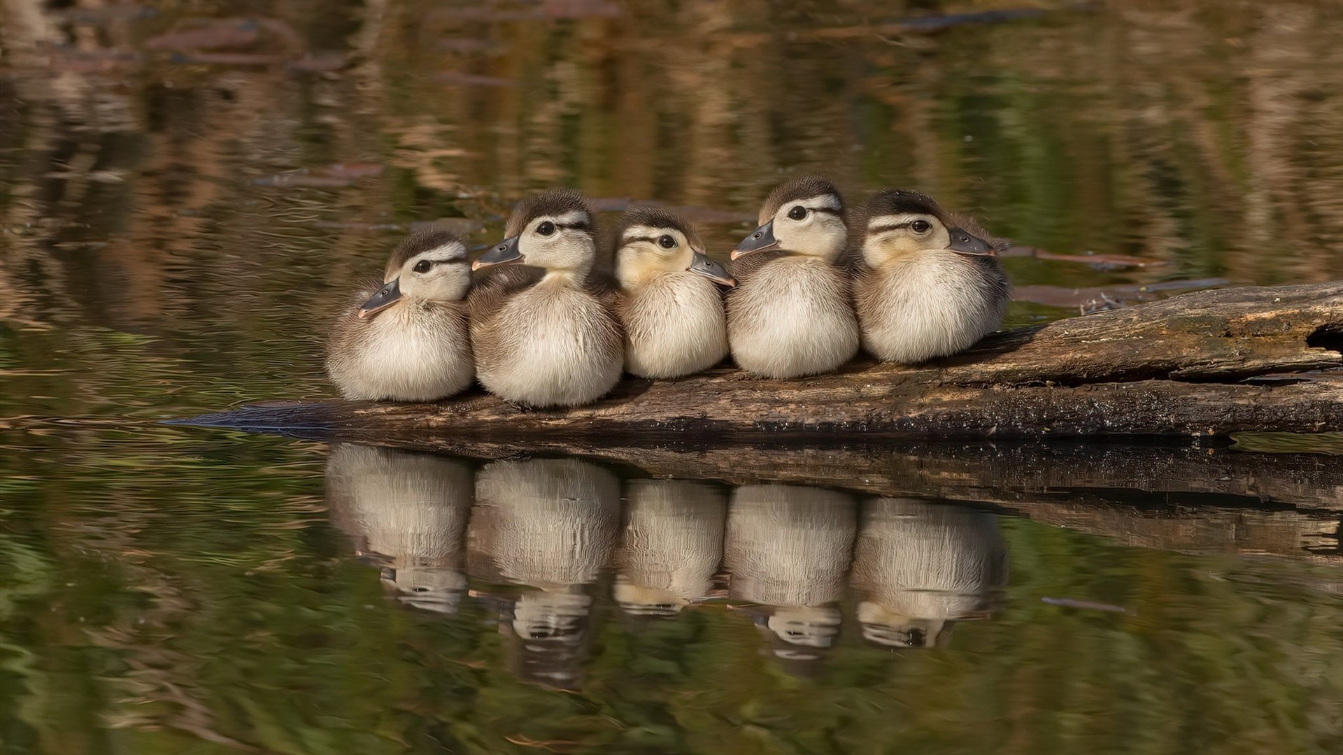 险胜与蜕变，兹维列夫重构大满贯版图