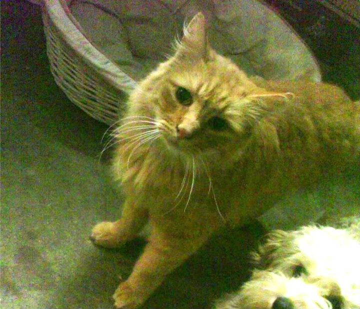 开云体育登录-北境烈焰吞噬沙漠之舟，拉亚神扑定格毕尔巴鄂千年一梦