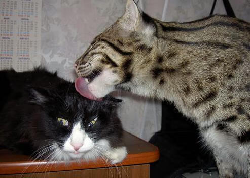 从都柏林到开普敦的逆袭,当翡翠绿以最稳健的方式,让跳羚沉默