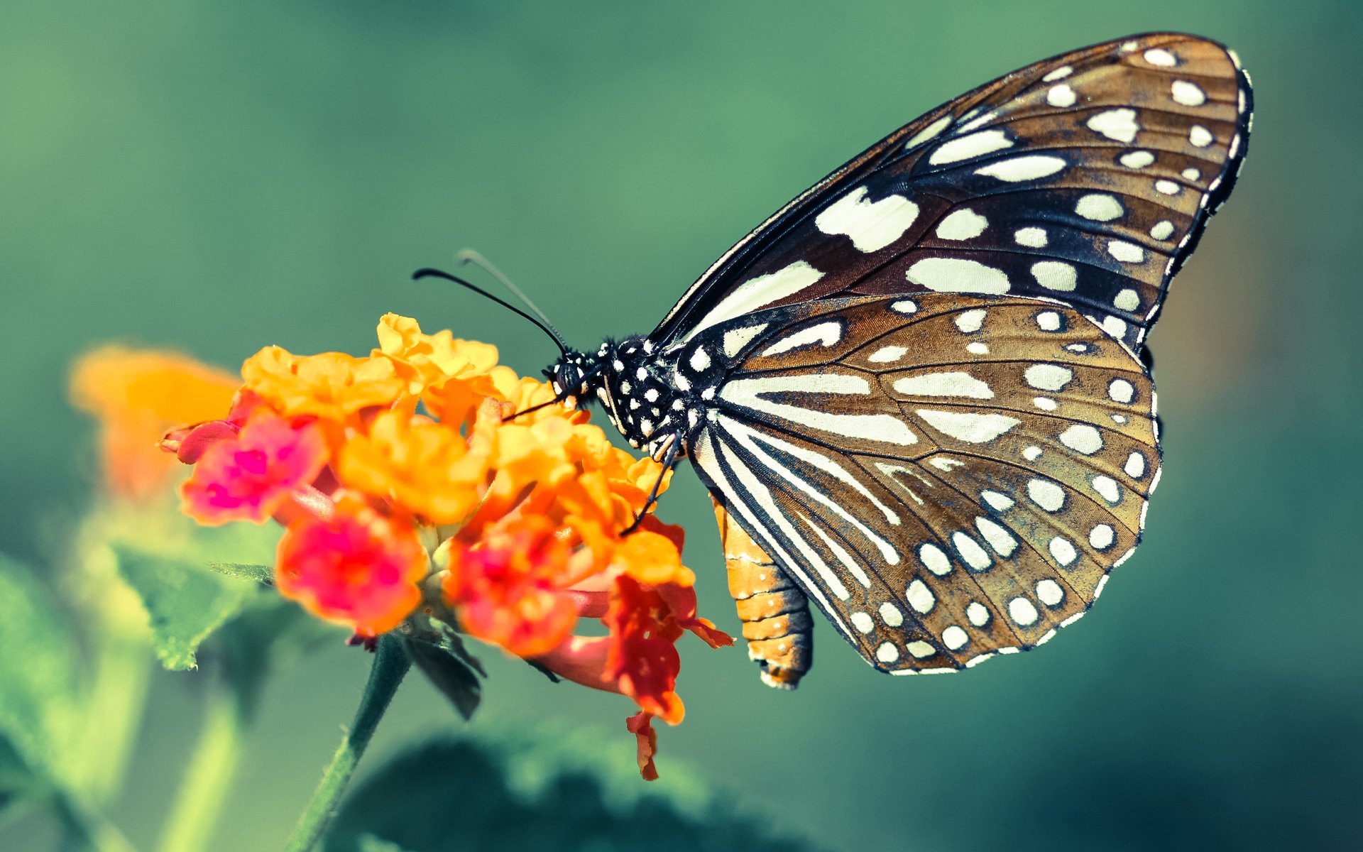 北境之光与绝境之王,新疆奇迹与德罗赞抢七神话的共鸣