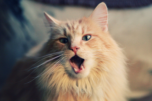 跨越太平洋的对决，浙江队惊险斩落勇士，新星锡安关键时刻展翅翱翔