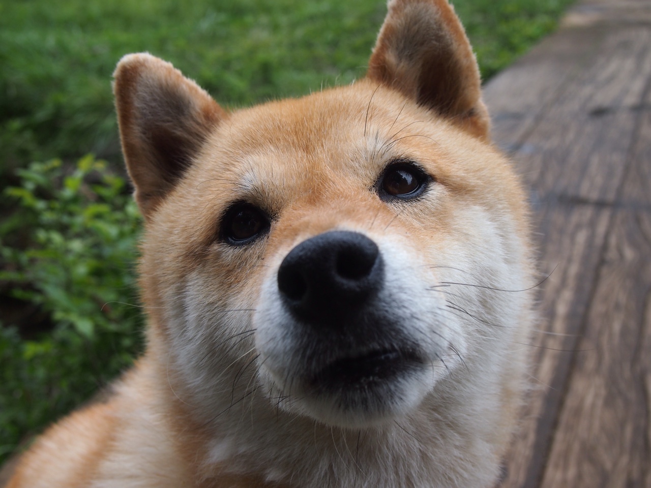 赛场主宰者，从黄蜂到约基奇，关键时刻的统治力书写胜利