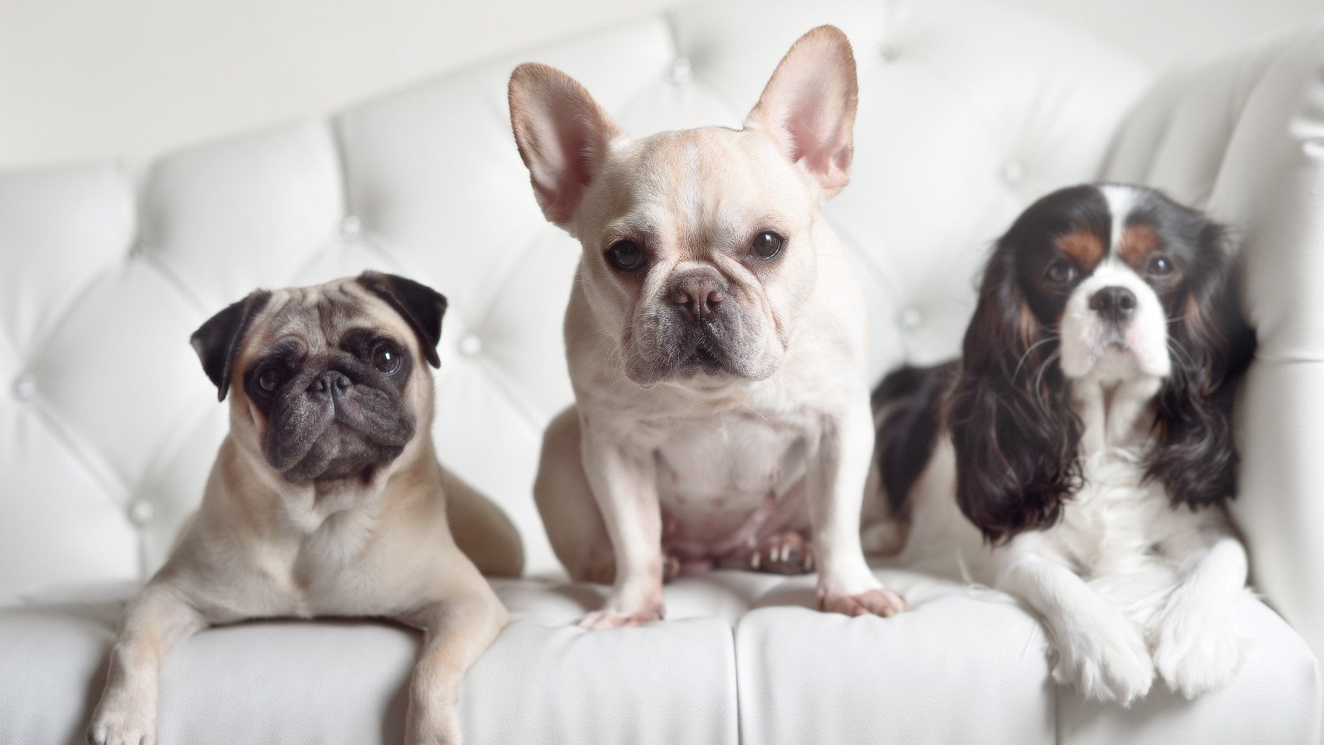 潘帕斯雄鹰决胜局展翅，奥运周期关键一战，阿根廷险胜智利