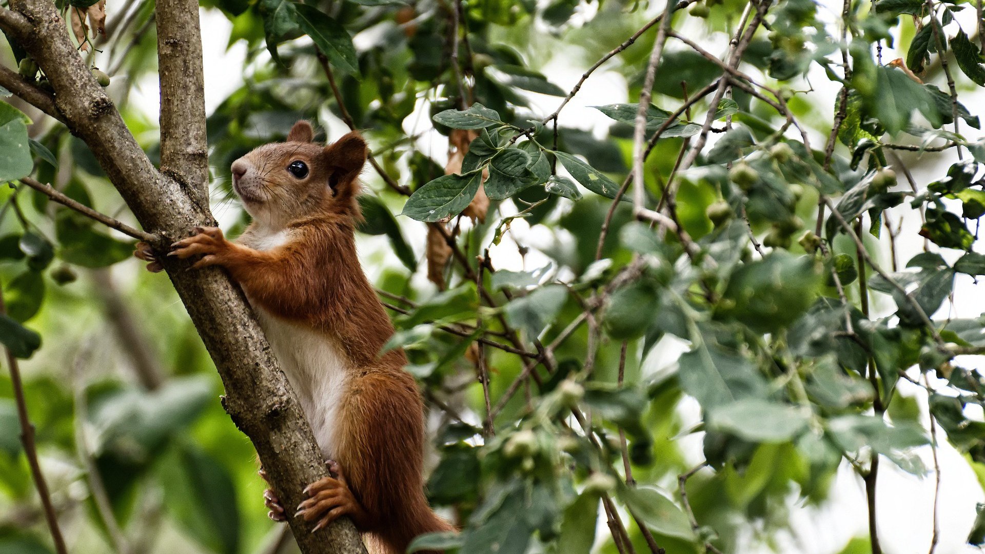 北境围城，连珠箭穿云，当稳定输出成为最锋利的突围武器