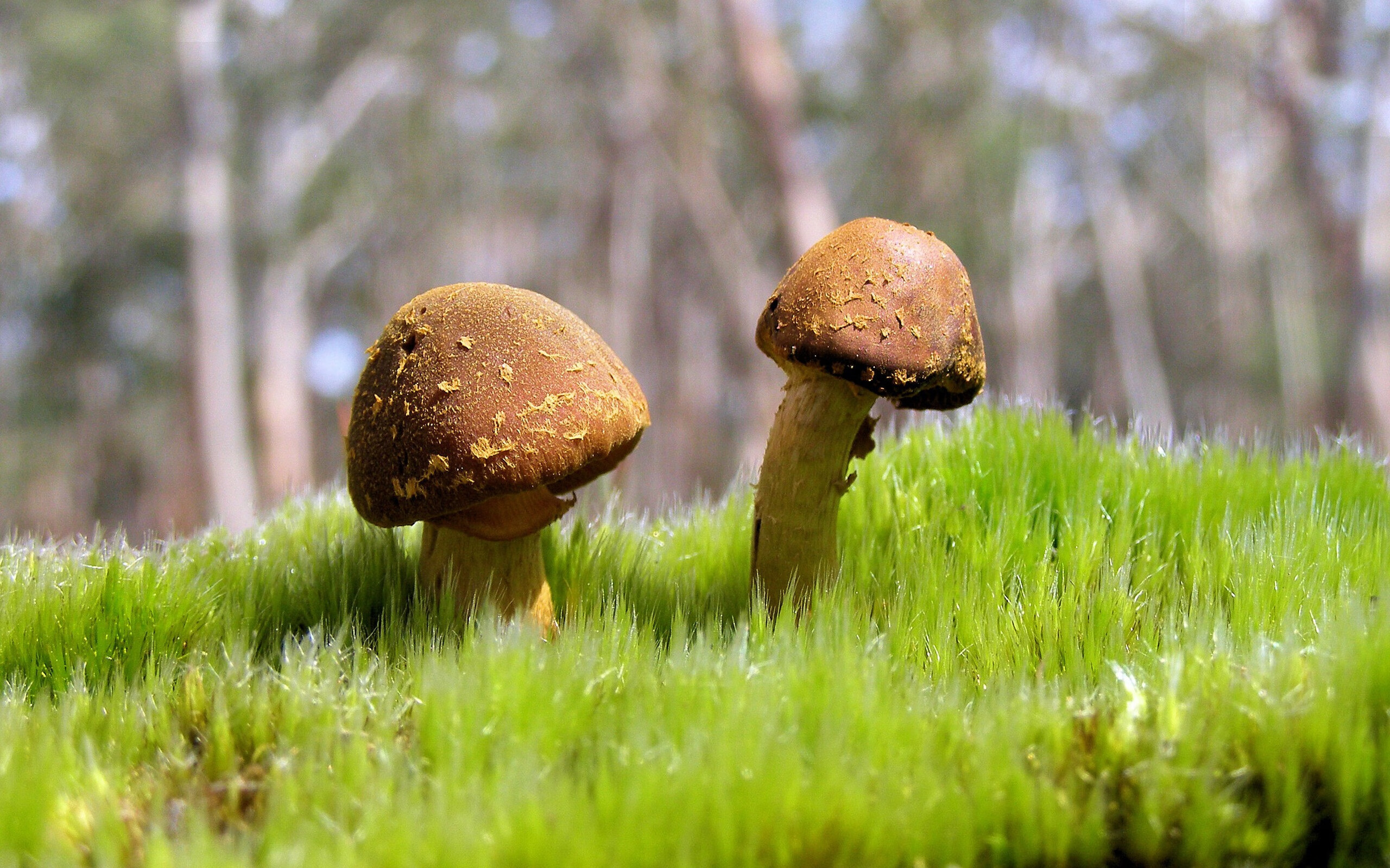 佩德里魔术唤醒沉睡利刃，哥伦比亚钢铁防线窒息哥斯达黎加