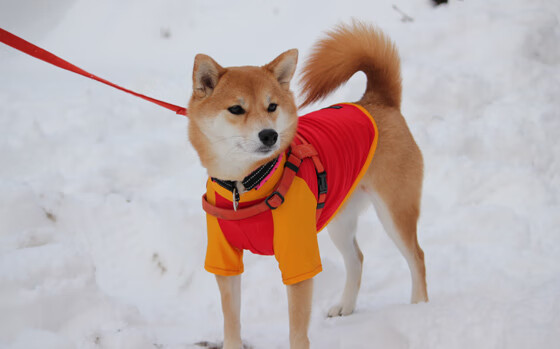 开云体育入口-宛如约基奇附体！浙江队全面压制深圳队展现极致团队篮球