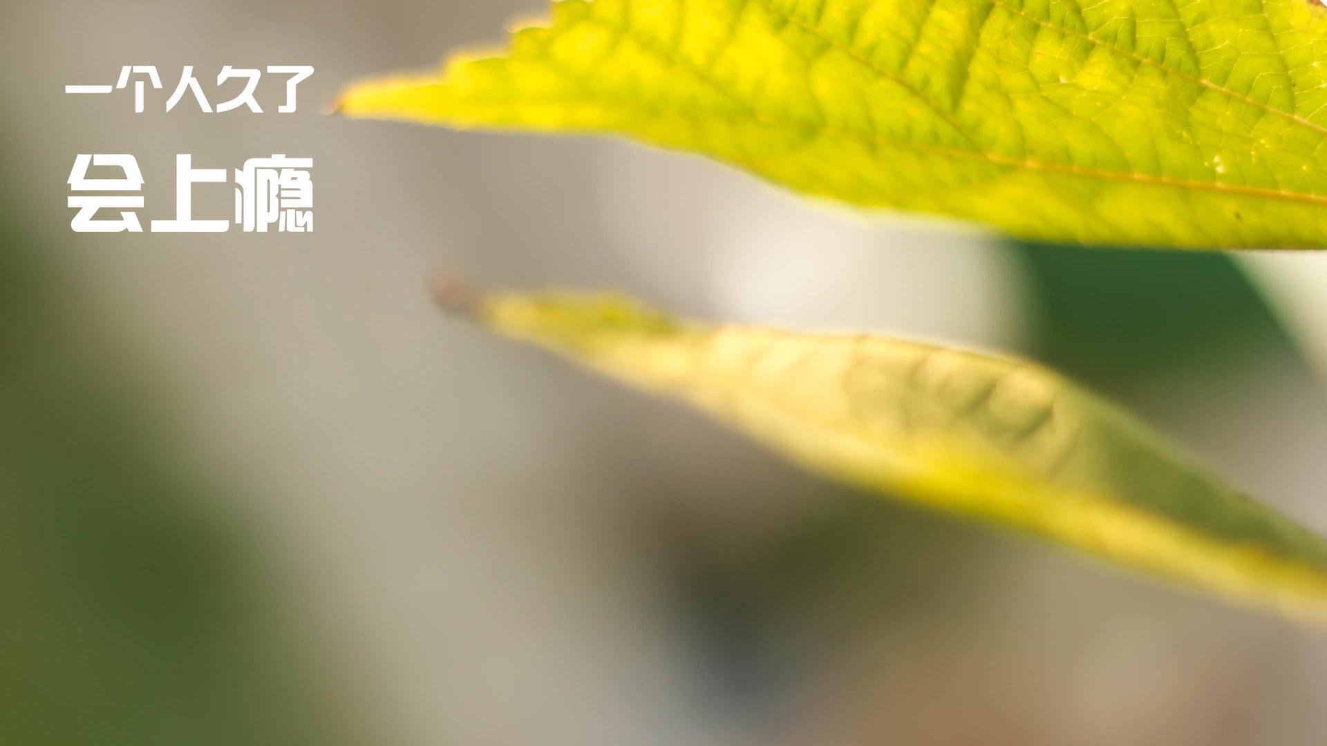 开云体育官网-元方程，在静默雪原与喧嚣穹顶下的同一道证明