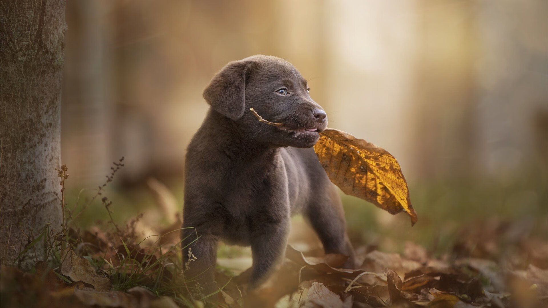 开云体育入口-脚下技艺与铁壁的较量—马丁内利点燃星火，南非足球用技术击碎澳大利亚力量神话