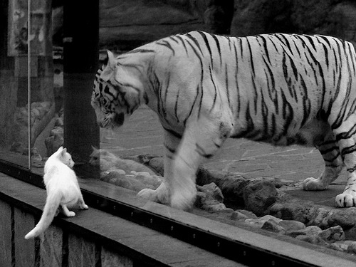 开云体育APP下载-宿命的两种解法，罗德里戈的独舞，与巴萨的集体终结